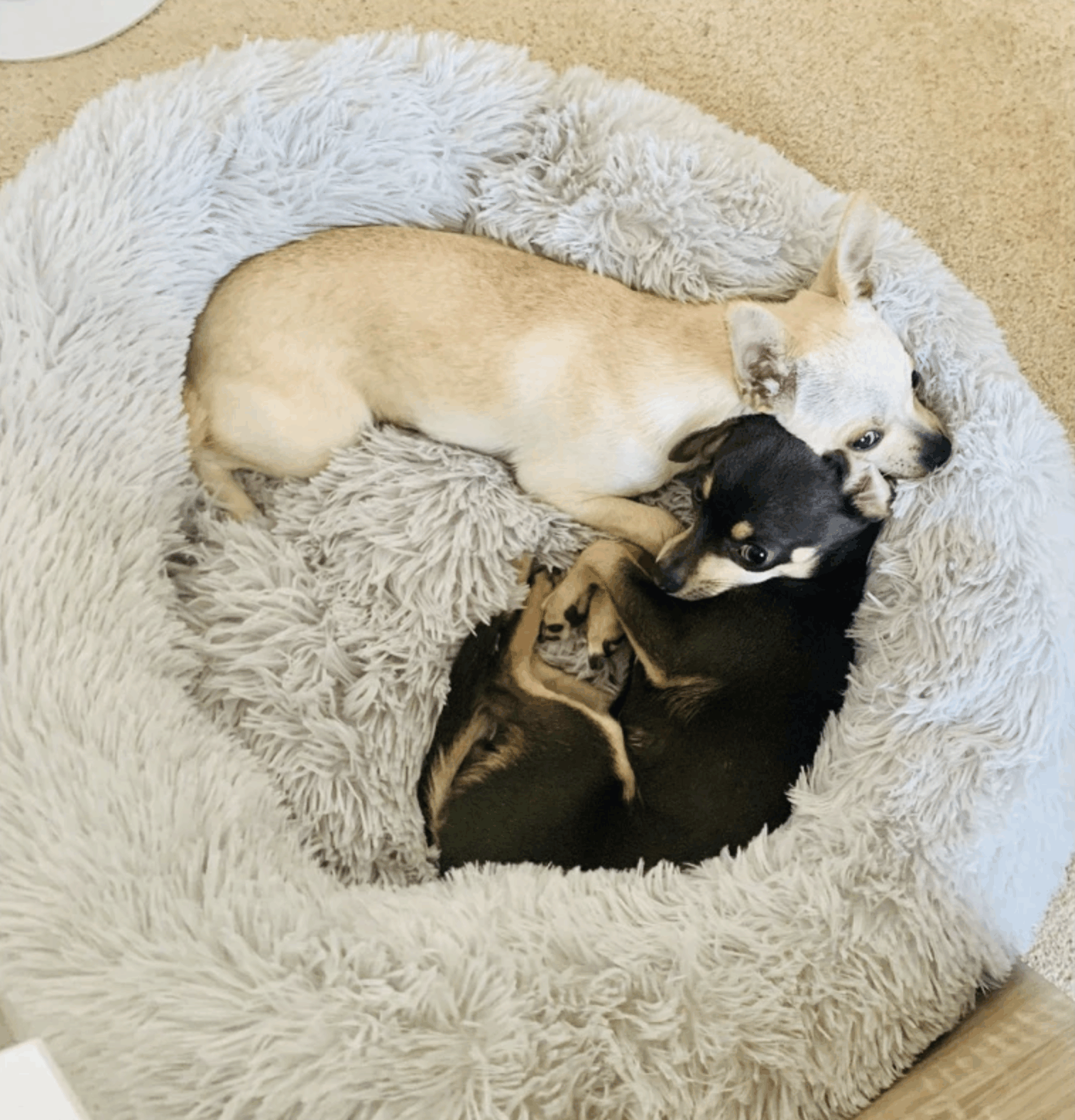 Pet Bed